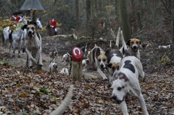 Une meute de chiens de chasse en cours ATTENTION la chasse est source de dangers lors des promenades par coach canin 16 educateur canin cognac