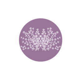 Illustration graphique d’un cercle violet orné de fleurs de Thym sauvage de Nouvelle-Zélande, représentant l’origine botanique du Miel de Thym.