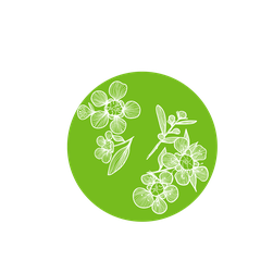 Illustration graphique d’un cercle vert orné de fleurs de Manuka de Nouvelle-Zélande, dessinées de manière stylisée pour évoquer l’origine naturelle et florale du Miel de Manuka.