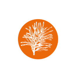 Illustration graphique d’un cercle orange orné de fleurs de Rewarewa, arbre natif de Nouvelle-Zélande réputé pour son Miel riche en antioxydants.