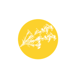 Illustration graphique d’un cercle jaune orné de fleurs de Kanuka de Nouvelle-Zélande, dessinées de manière stylisée pour évoquer l’origine naturelle et florale du Miel de Kanuka.