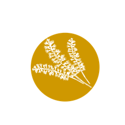 Illustration graphique d’un cercle ocre orné de fleurs de Kamahi, arbre indigène de Nouvelle-Zélande, évoquant l’origine unique de ce Miel aux multiples vertus.