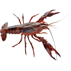 Procambarus clarkii