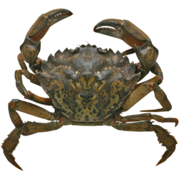 Carcinus maenas