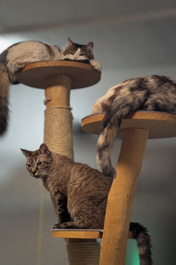Katzen drei auf dem Kratzbaum liegend