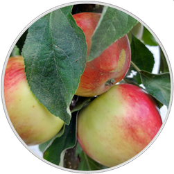 erntefrisches Obst underntefrisches Obst und Gemüse, Honig und Imkereiprodukte Gemüse, Honig und Imkereiprodukte
