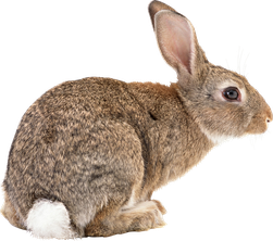 Image animaux detourée transparent sur fond blanc lapin rabbit png