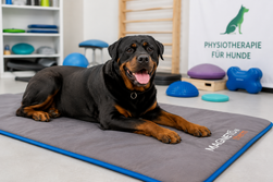 Hund in physiotherapeutischer Rehabilitation auf einer Magnetfeldmatte