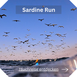 Tauchreise Sardine Run