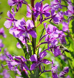 Epilobium angustifolium, Schmalblättrige Weidenröschen, Wildpflanzen