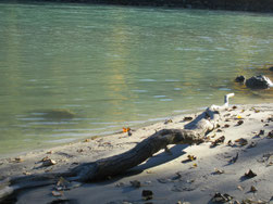 Sandbank am Fluss
