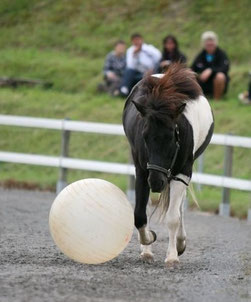 Tandri geht mit gesenktem Kopf auf den Ball zu. Ob er ihn wohl anschubsen wird?