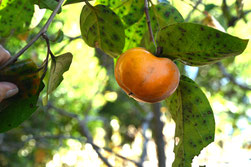 Persimmon tree