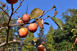 Persimmon tree