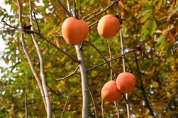Persimmon tree