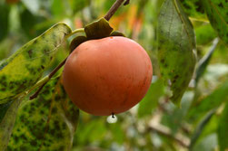 Persimmon tree