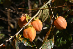 Persimmon tree
