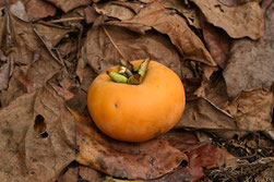 Persimmon tree