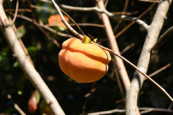 Persimmon tree