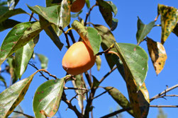 Persimmon tree