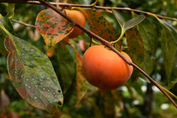 Persimmon tree