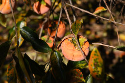 Persimmon tree