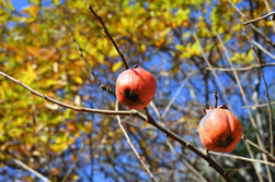 Persimmon tree
