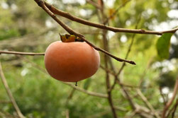 Persimmon tree