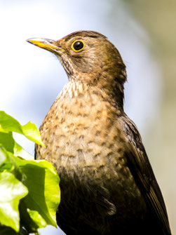 Amsel-Weibchen. - Foto: Kathy Büscher