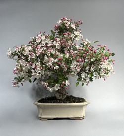 Zierapfel Malus in voller Blüte im April