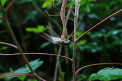 カマキリがヒグラシを捕食しているところ