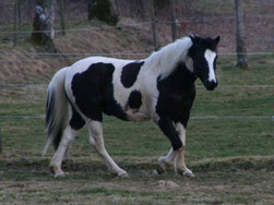 schwarz weiss geschecktes Pony auf einer Wiese