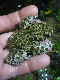 Crapaud vert (Bufo viridis), Alsace (photo Ugo)