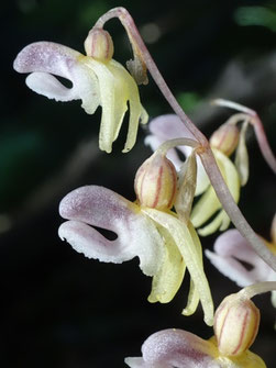 Epipogium aphyllum, Luchonnais (photo Ugo)