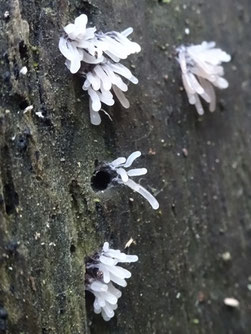 Stemonitopsis typhina, Vosges (photo Ugo)