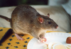 Dératisation dans le Vaucluse, traitement contre les rats, orange, Avignon, Bollène, 84, Gard, Drome, Ardèche