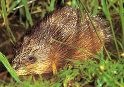 Dératisation dans le vaucluse, traitement contre les rats musqué, orange, avignon, bollène, 84, gard, drome, ardeche