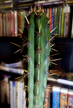 青緑柱(Trichocereus・Echinopsis Peruvianus)