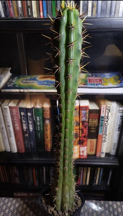 青緑柱(Trichocereus・Echinopdis Peruvianus)