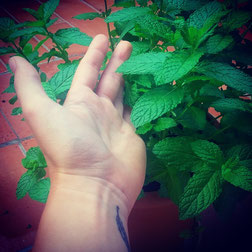 I grow mint on the terrace but one day I got eaten from caterpillars in no time... 