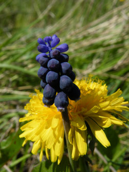 Weinbergs-Traubenhyazinthe, Muscari racemosum