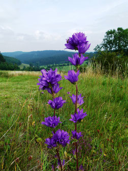 Knäuel-Glockenblume, Campanula glomerata 