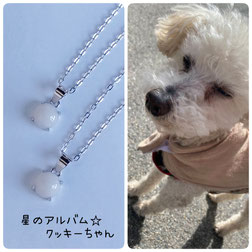 トイプードルのクッキーちゃんの画像と星のお守りSV925ロジウムシルバーペンダントの画像