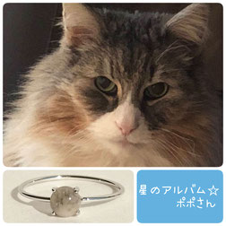 ノルウェージャンフォレストキャットの猫のポポさんの画像とペット遺骨リング、星のお守りＳＶ９２５ロジウムシルバーリングの画像