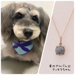 犬のミニチュアシュナウザーのティキラちゃんの画像とペット遺骨ペンダント星のお守りＫ１０ゴールドペンダントの画像