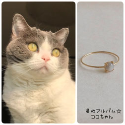 猫のブリティッシュショートヘアのココちゃんの画像とペット遺骨リング星のお守りＫ１０ゴールドリングの画像