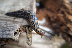 Große Egelschnecke auch Tiegerschlegel genannt / ernährt sich vorwiegend von Algen, Flechten, Pilzen, Aas und totem Pflanzenmaterial ist als Nützling anzusehen