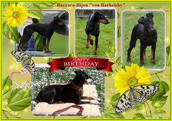 Bild anklicken um zu vergrößern 