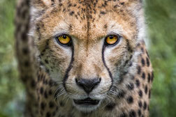 la tête d'un guépard de face du gite de Peaugres à découvrir par le gite de la gorre en location en ardeche