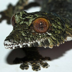 Uroplatus Fimbriatus